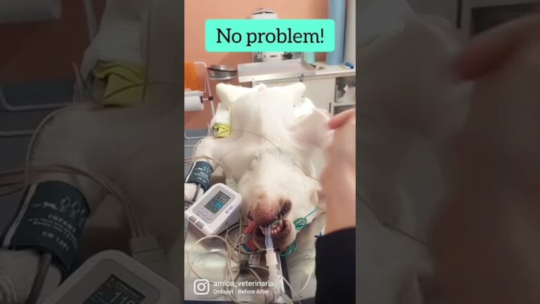 Anestesia nel cane anziano: Guida Essenziale