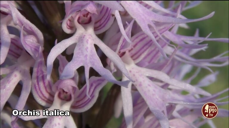 Guida alla Coltivazione della Comune e Vistosa Orchidea