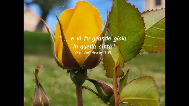 Guida ottimizzata per un Buon Mercoledì