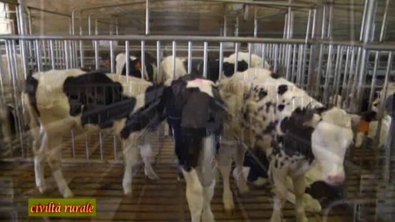 Vendita Vitelli Appena Nati: Guida Ottimizzata