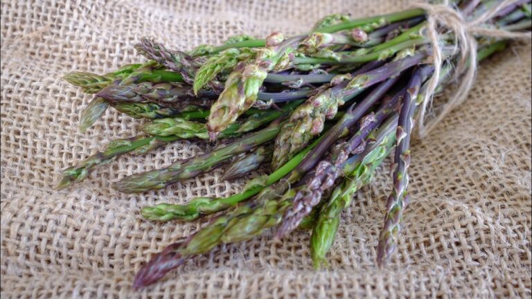 Regolamento raccolta asparagi selvatici nel Lazio