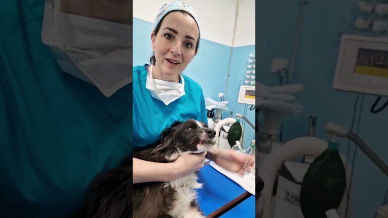 Procedure di estrazione denti per cani anziani: tutto ci&ograve; che devi sapere