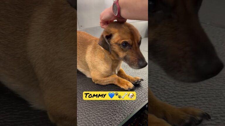 Gatti da Adottare a Roma: Trova il Tuo Compagno Fedele