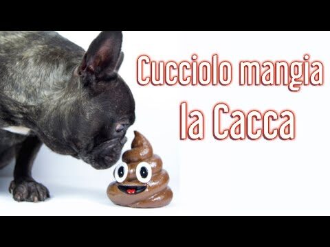 Guida su Cosa Nutrire il Tuo Cane per una Migliore Digestione