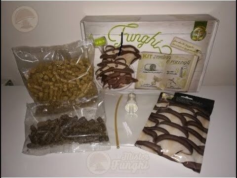 Segreti e poteri dei funghi: alla scoperta dei semi dei funghi