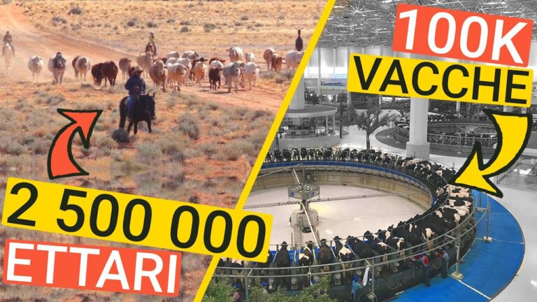 Gli Animali nelle Aziende Agricole: Un’Analisi Ottimizzata