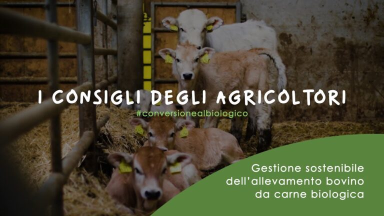 Vitelli in vendita a Frosinone: guida completa
