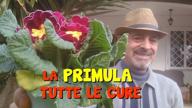 Primula: cura ottimale in casa
