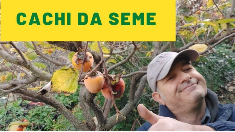 La rinascita dell’Azienda Agricola Cacchi: una storia di successo