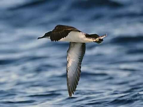 Uccelli Simili ai Gabbiani: Caratteristiche e Differenze