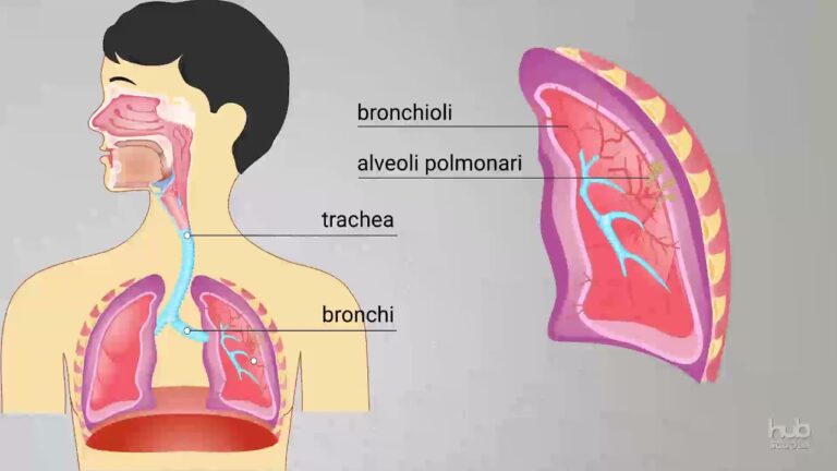 Presentazione efficace sull’apparato respiratorio