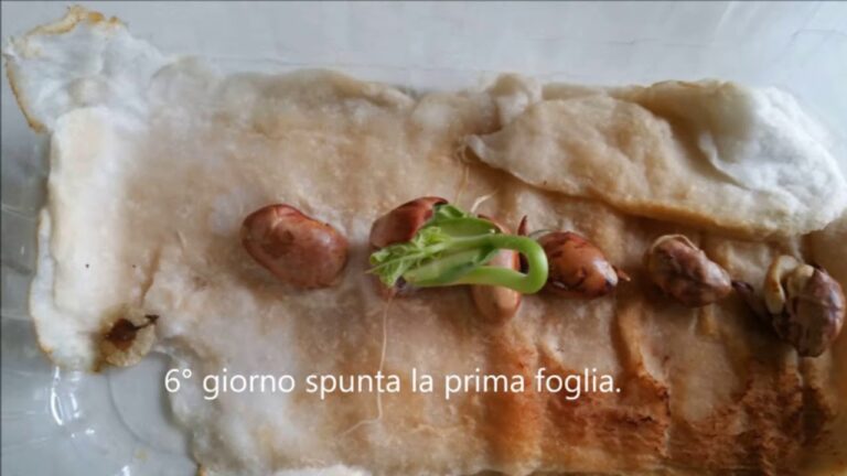 Dal Seme alla Pianta: Attivit&agrave; per la Scuola dell’Infanzia