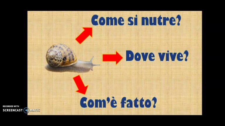 La Chiocciola: Scheda Didattica Essenziale