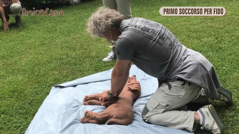 Pronto Soccorso Animali a Roma: Guida Completa