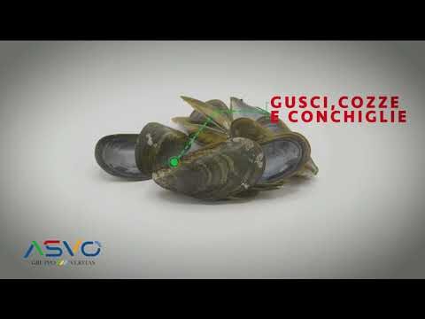 Destinazione corretta per le bucce delle cozze: dove gettarle