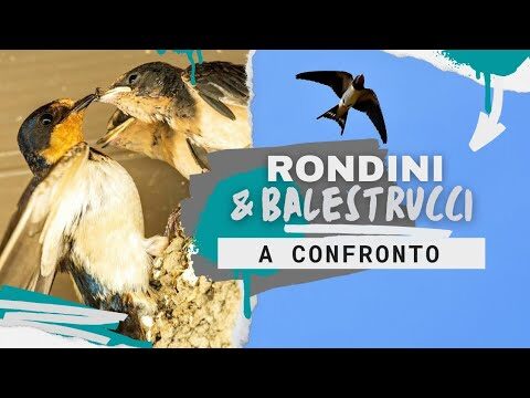La storia del balestruccio e la rondine: un confronto sorprendente