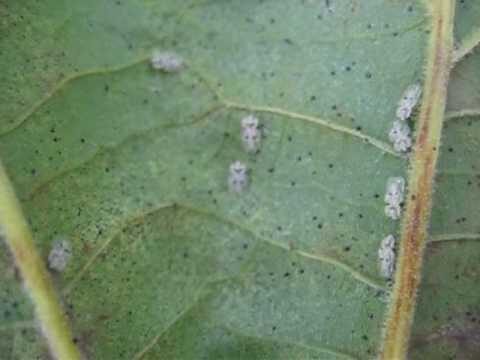 Tingide del Platano: Prevenzione e Controllo Efficace