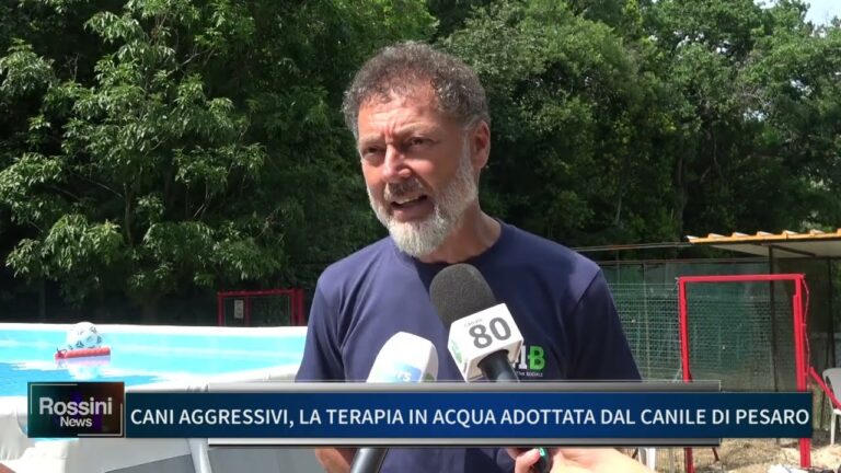 Rifugi per cani aggressivi: soluzioni e supporto