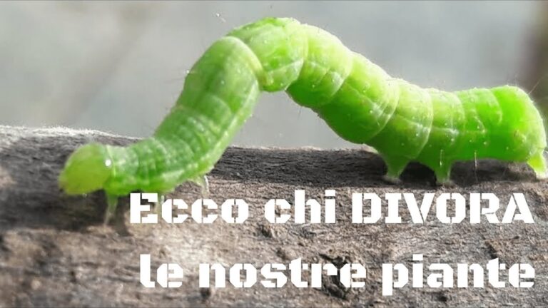 La Bella Pianta Bluastri: Foglie e Fiori Incantevoli