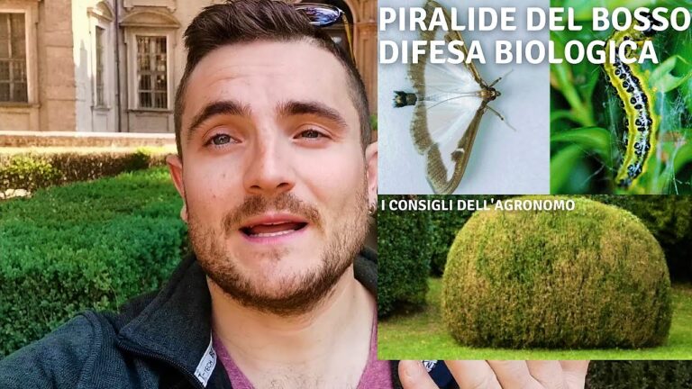 Trattamento efficace per la piralide del bosso