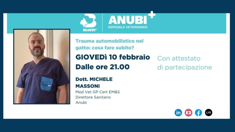 Trauma cranico nei gatti: cause, sintomi e gestione