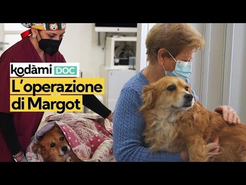 Costo dell’operazione per il tumore alla mammella nel cane