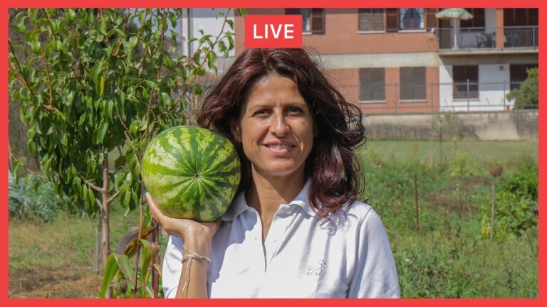 Vendita diretta prodotti agricoli: vantaggi della produzione propria