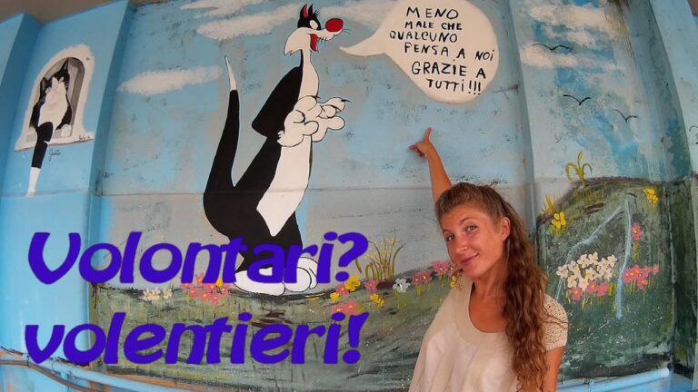 Volontariato gattile vicino a te: come aiutare i felini bisognosi