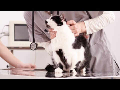 Costo operazione per il sarcoma del gatto
