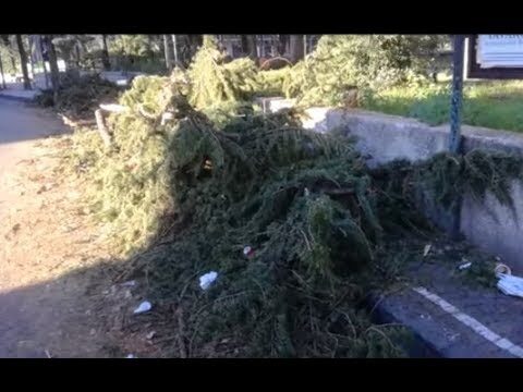 Utilizzo ottimizzato dei residui di alberi abbattuti