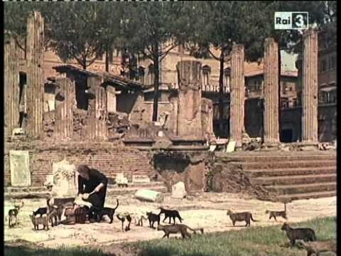 Gattili Roma Sud: Guida ai Rifugi e Adozioni
