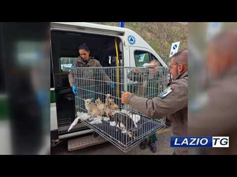 Allevamenti di cani a Roma: Guida completa