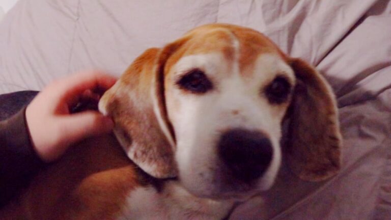 Costo dell’asportazione della milza nel cane: tutto ci&ograve; che devi sapere
