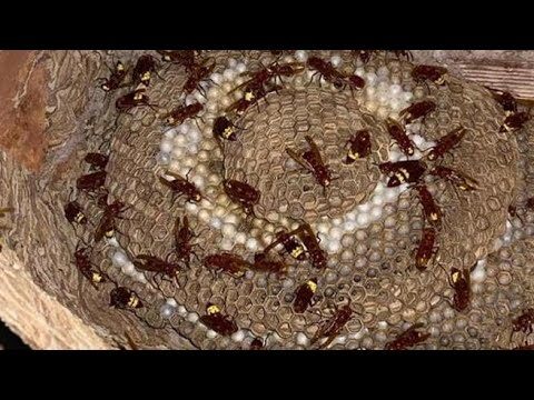 Nidi Vespe Asiatiche: Pericolo In Aumento