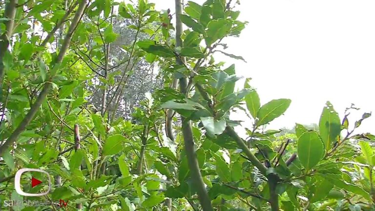 Piante tipiche della macchia mediterranea: una guida completa