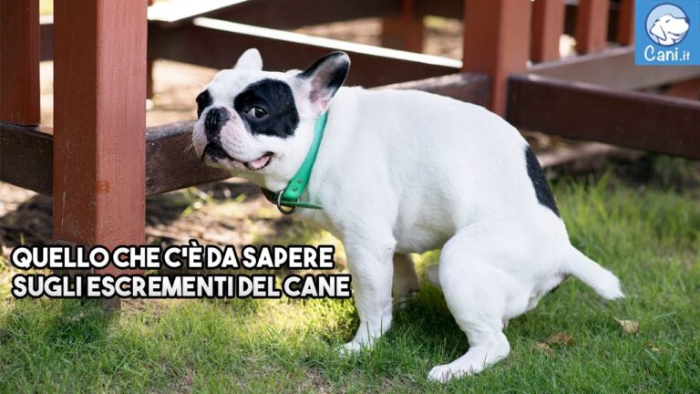 Come Deve Essere la Cacca del Cane: Guida alla Salute Fecale Canina