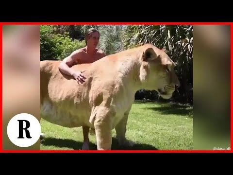 Il Re dei Felini: Il Pi&ugrave; Grande tra i Felini