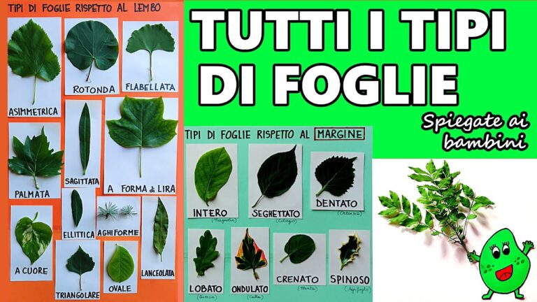 Piantare sempreverdi: significato e caratteristiche
