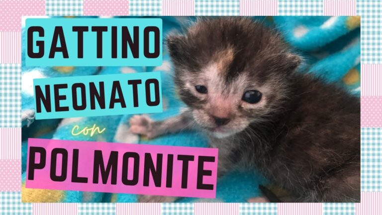 Sopravvivenza in caso di polmonite ab ingestis