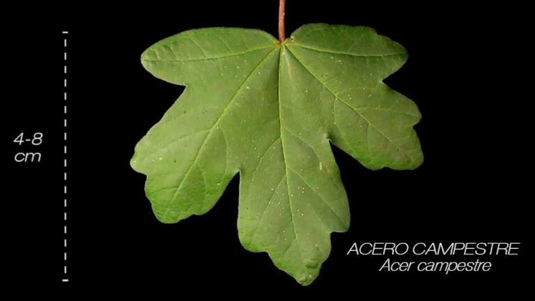 Albero Oppio: Usi, Benefici e Controversie