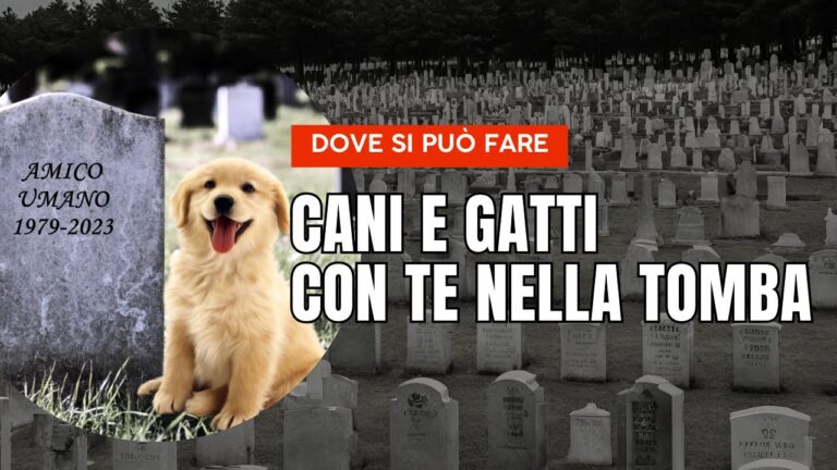 Cani ammessi nei cimiteri: regole e considerazioni