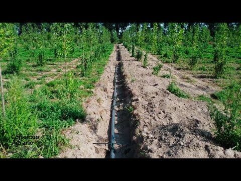 Guida all’ottimizzazione degli impianti di subirrigazione