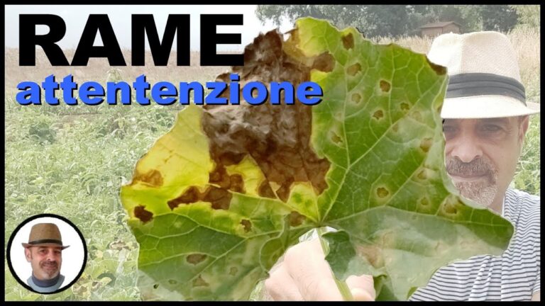 Zetaram Plus: Ottimizza le tue prestazioni