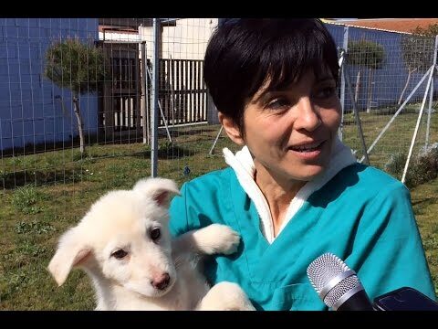 Portare il cane al canile: cosa sapere e come agire