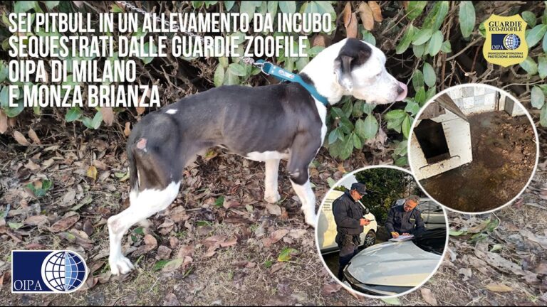 Allevamento Pitbull a Roma: Guida Completa e Consigli Utili