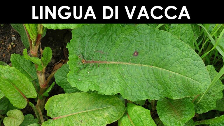 Romice Cavolaccio: Un Tesoro della Cucina Tradizionale Italiana