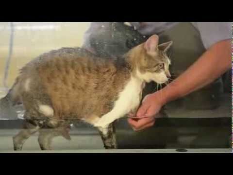 Trattamento della Lussazione della Zampa Posteriore nel Gatto