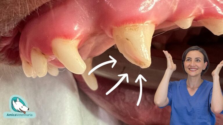 Costo della ricostruzione del dente del cane