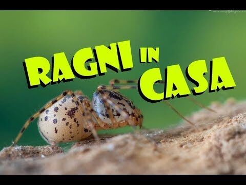 Tipi di Ragni in Casa: Identificazione e Soluzioni