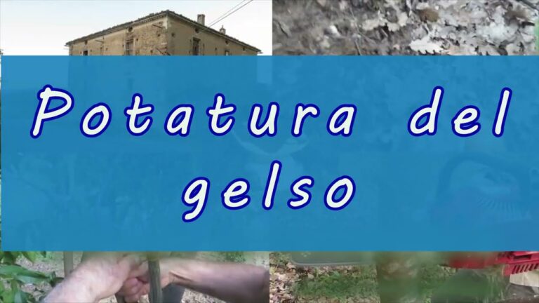 Gelso Sterile: Ombra a Ombrello per Spazi Esterni